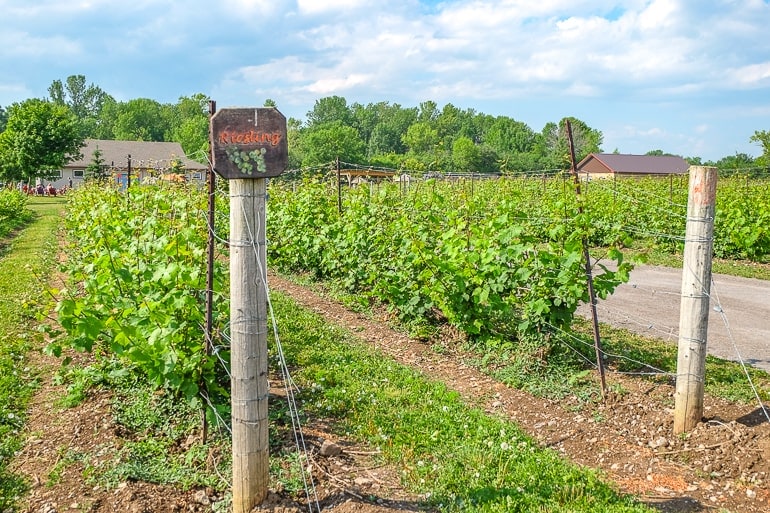 green leaves and poles of vineyard in prince edward county